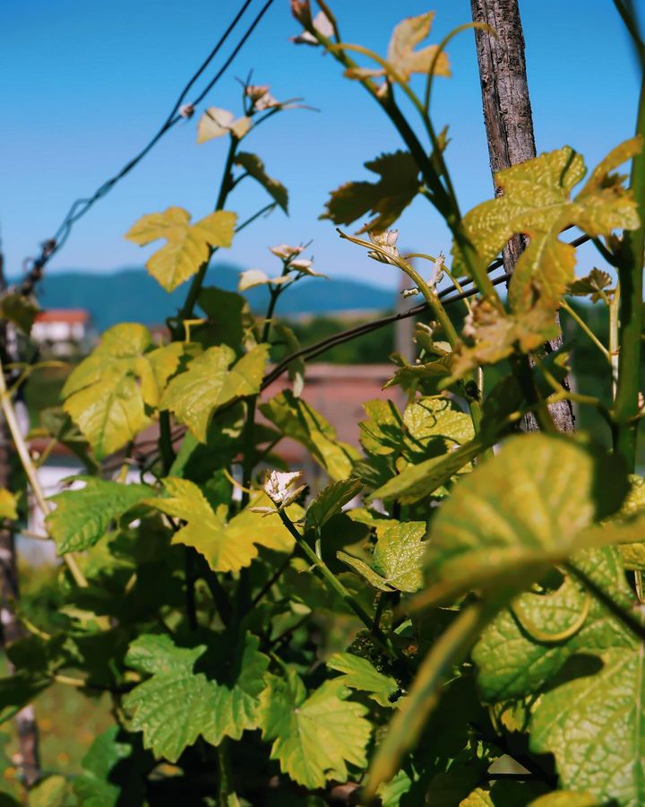 Respirate l’aria fresca, godetevi il sole estivo e lasciatevi incantare dai racconti e dalla passione che mettiamo in ogni botti...