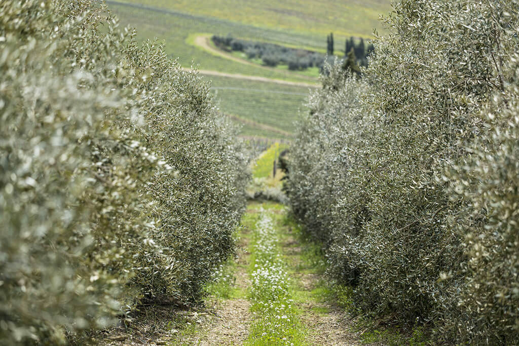 Frescobaldi - Frescobaldi: Cultivating Toscana Diversity img17