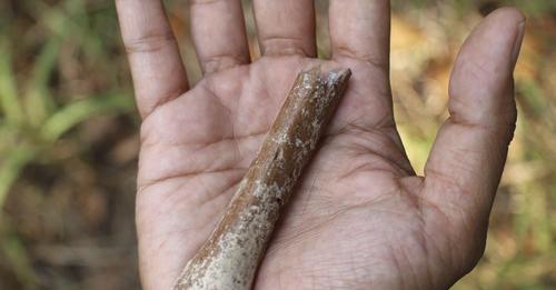 Twenty years ago on an Indonesian island,..