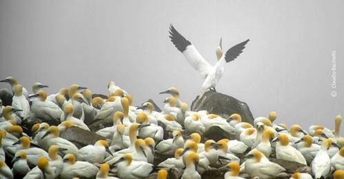 Claudio’s photograph Northern Gannet awarded in..