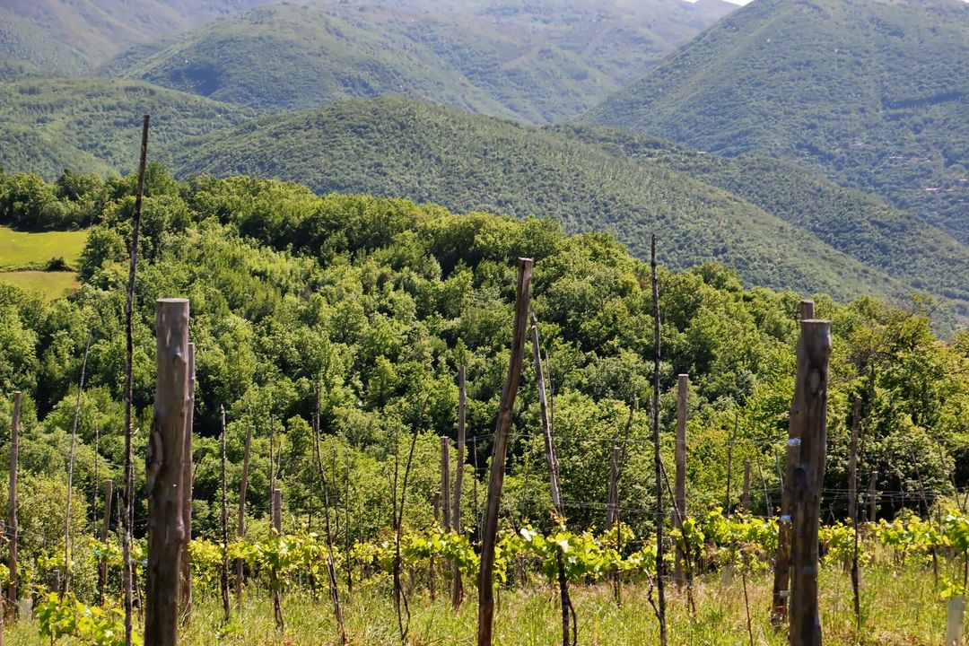 Se sei alla ricerca di un’esperienza unica e rigenerante, una visita in cantina immersa nel verde è ciò che fa per te